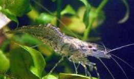 草虾养殖爆料方法视频