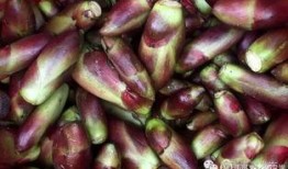 康县吃瓜网红,揭秘当地美食文化魅力